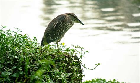 鳥的種類照片